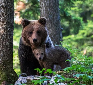 Slovenia wildlife  Pictures Best wildlife tours in the world