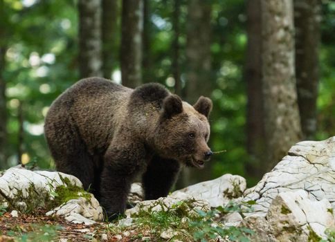 Slovenia wildlife  Pictures Best wildlife tours in the world