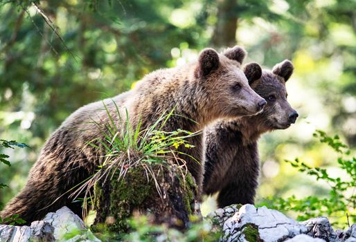 Slovenia wildlife  Pictures Best wildlife tours in the world