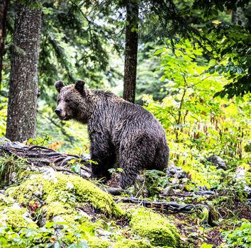 Slovenia wildlife  Pictures Best wildlife tours in the world