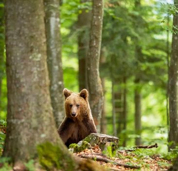 Slovenia wildlife  Pictures Best wildlife tours in the world