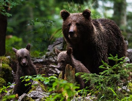 Slovenia wildlife  Pictures Best wildlife tours in the world