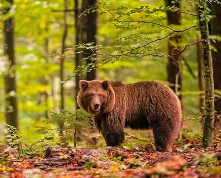 Slovenia wildlife  Pictures Best wildlife tours in the world