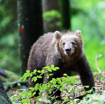 Slovenia wildlife  Pictures Best wildlife tours in the world