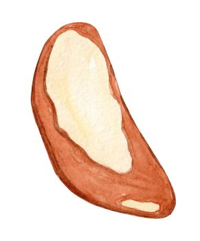 Watercolor brazil nut isolated on white background. Bertholletia seed hand drawn illustration