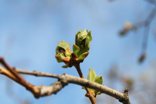 fresh green buds on tree branch in spring time a sunny day on blue sky background. Nature wakes up