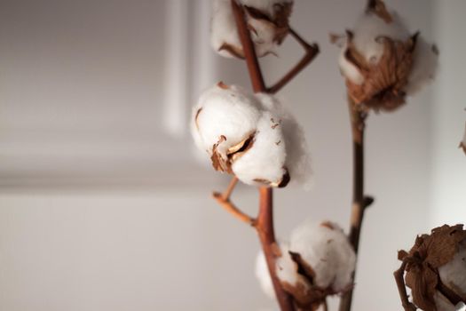 White dry cotton plant branches on white wall background 