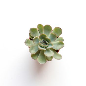 little green echeveria succulent on white background top view