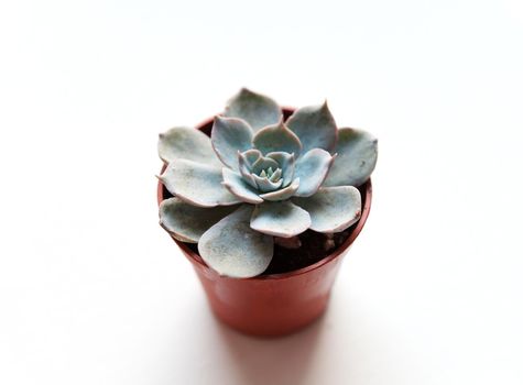 little blue echeveria succulent in brown pot on white background