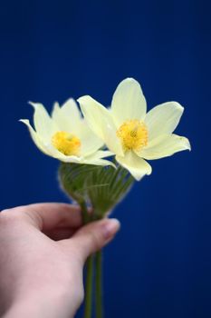 white two snowdrops flowers bouquet in hand on blue background