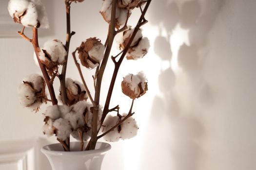 White dry cotton branches bouquet 
 in white vase on white wall background. Interior decoration