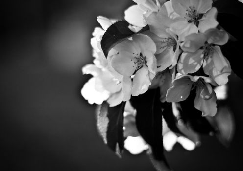 apple tree flowers and leaves in spring in black and white colors