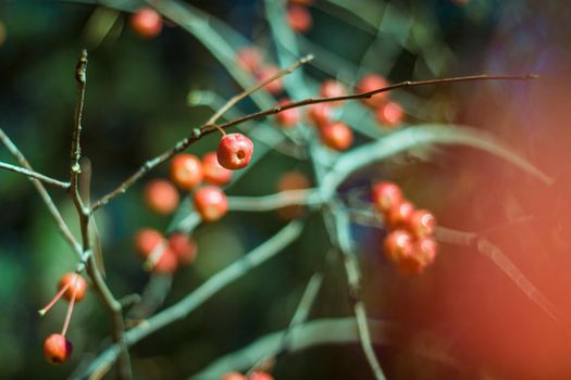 Red autumn little apples on branches on green background. Fall forest