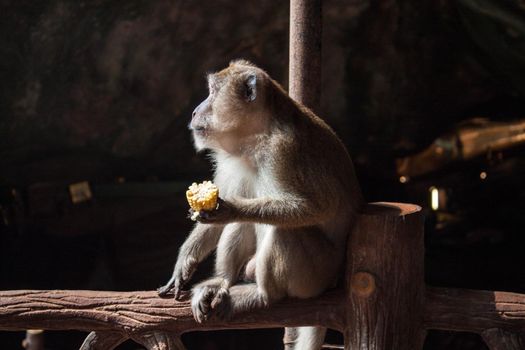 adult grey monkey profile face sitting and eating corn in cave on dark background