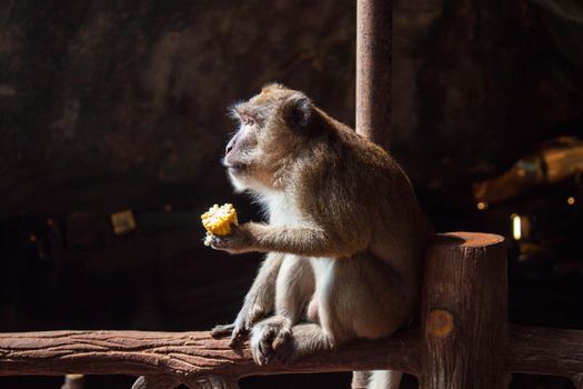 brown monkey sitting and eating corn on black background