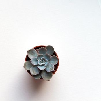 small blue succulent echeveria in brown pot on white background top view