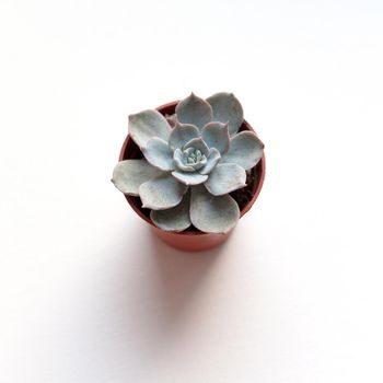 light blue succulent echeveria on white background