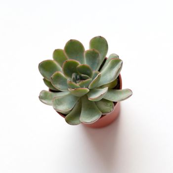 small green succulent echeveria in brown pot on white background top view