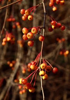 Red autumn little apples on branches. Fall forest