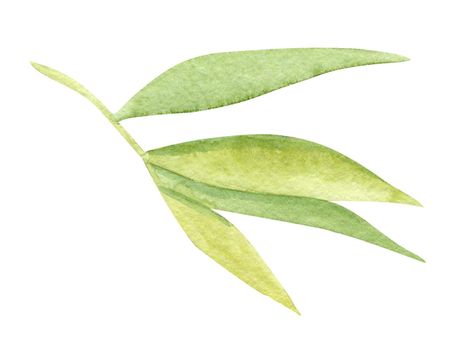 Watercolor bamboo leaves isolated on white background. Hand drawn jungle plant illustration