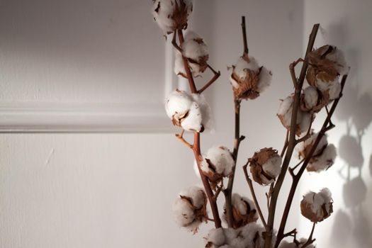 White dry cotton branches bouquet on white wall background. Interior decoration