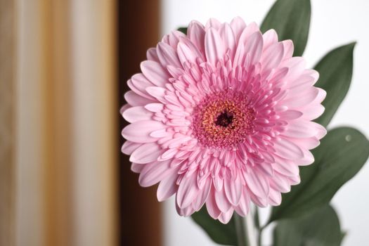 pink gerbera flower with green leaves on white background