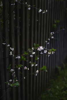 White small flowers grow through  wooden fence. Garden wall