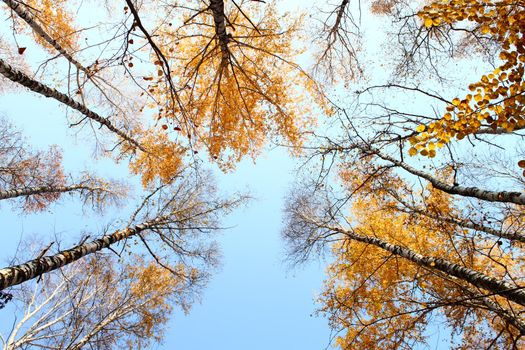 Bottom view of the autumn yellow tree tops on blue sky background. Gorgeous morning scene in fall forest. 