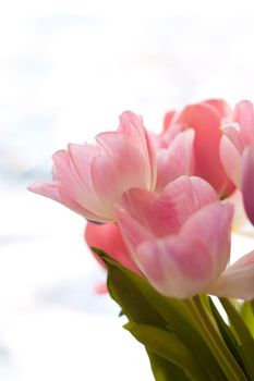 bunch of pink tulips with green leaves on white background