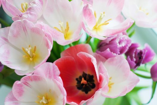 bouquet of pink and red tulips buds top view