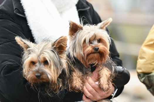 The hostess holds two Yorkshire terriers in her hands