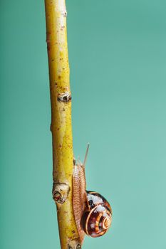 A patient snail with horns and a large shell crawls along a branch on a green background. Free space, the concept of patiently overcoming difficulties