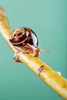 A large snail with horns and a brown shell crawls along a branch on a green background. The concept of overcoming complexity