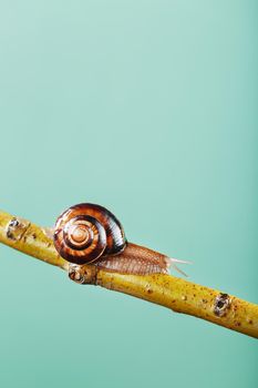 A large snail with horns and a brown shell crawls along a branch on a green background. The concept of overcoming complexity