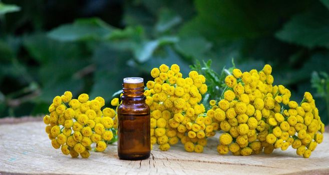 oils from the immortelle plant. Nature. selective focus