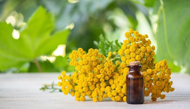 oils from the immortelle plant. Nature. selective focus