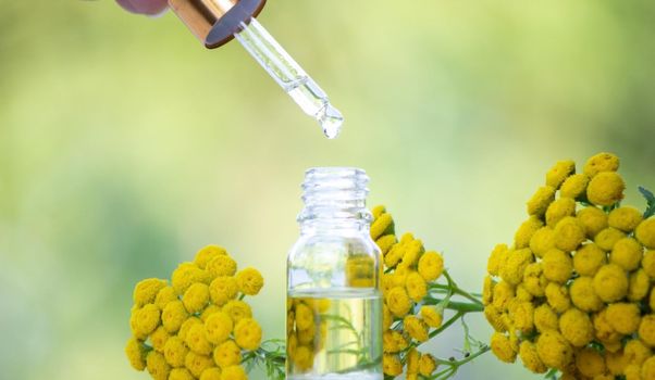 oils from the immortelle plant. Nature. selective focus