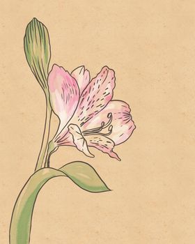 Vintage hand-drawing background with flowers. Watercolor illustration isolated on beige.