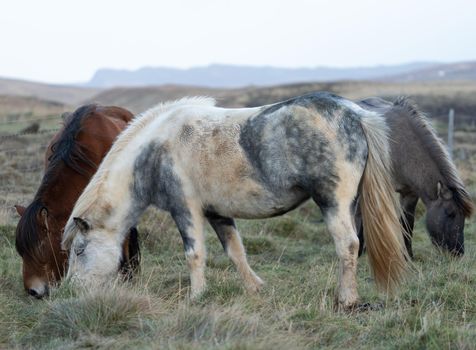 Icelandic horses grazing in Iceland under white sky