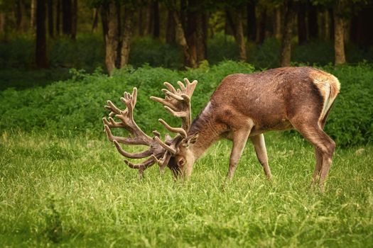 Deer with big horns near the forest