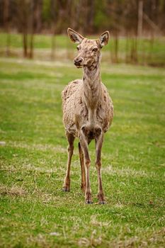 Deer on a pasture land in the countryside