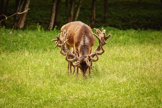 Deer with big horns near the forest