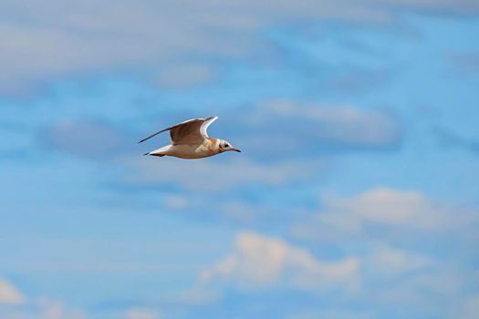 Seagull flying in the sky