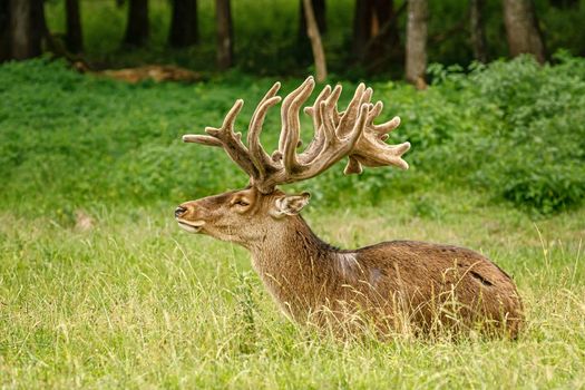 Portrait of a deer with big horns near the forest