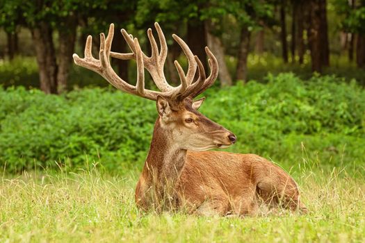 Portrait of a deer with big horns near the forest