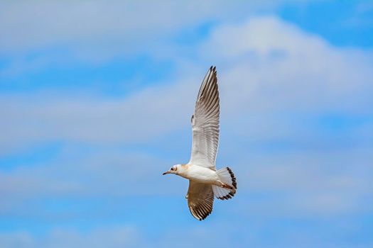 Seagull flying in the sky