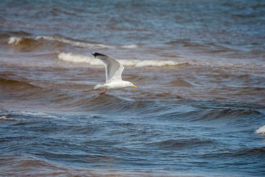 Seagull flying over the sea