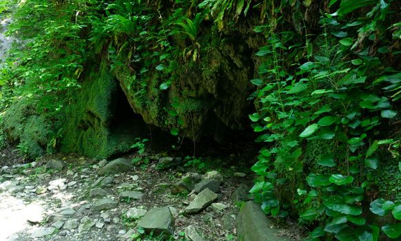 Moss-covered dirt in the green forest. Sochi, Lazarevskoe, Berendeevo Tsarstvo, Russia