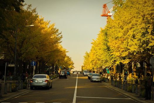 Yokohama and Japan Boulevard Autumn leaves. Shooting Location: Yokohama-city kanagawa prefecture