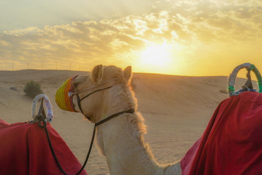 Arabian Desert Camel (United Arab Emirates). Shooting Location: Dubai